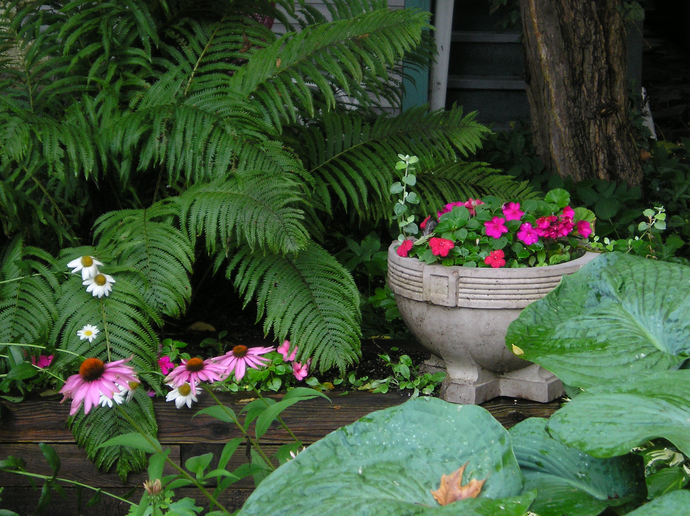 Best Garden Plants For Shady Areas