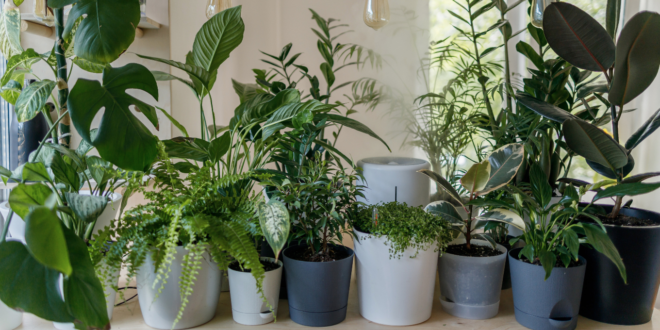Easy House Plants to Keep Alive For Beginners