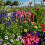 Garden Plants For Sunny Areas